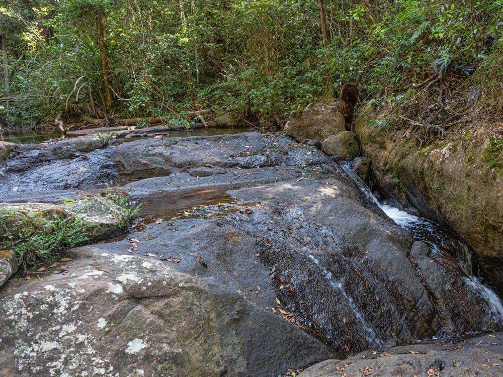 Sri Lankan rainforest field site