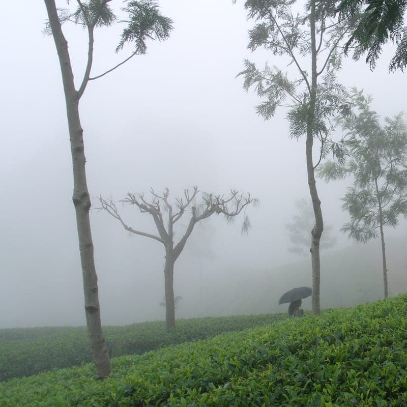 Sri Lankan highland landscape