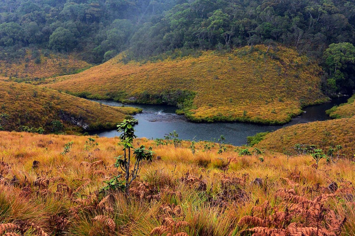 Montane landscape and river at Horton Plains