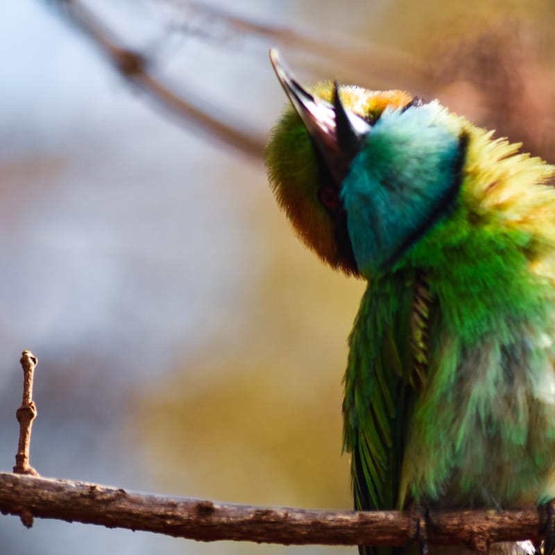 Asian green bee-eater