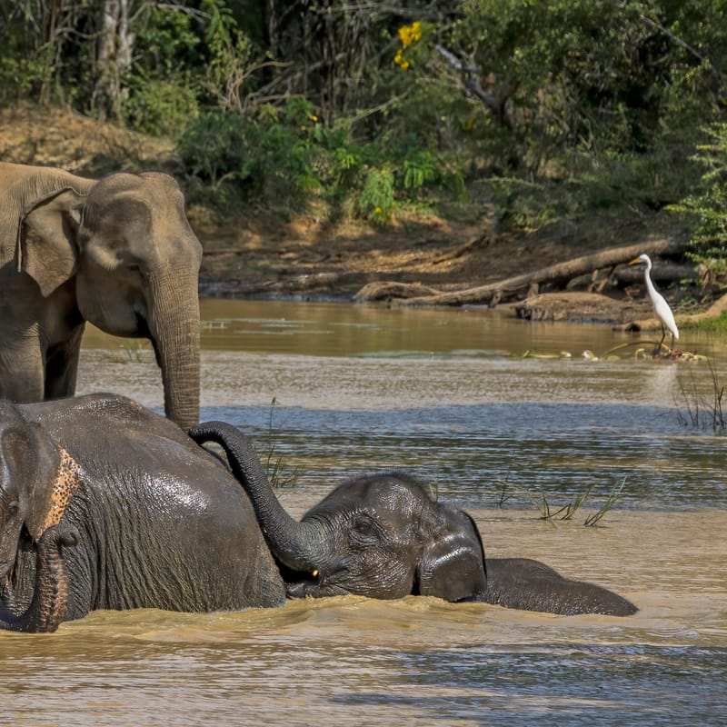 Elephant family, Yala National Park