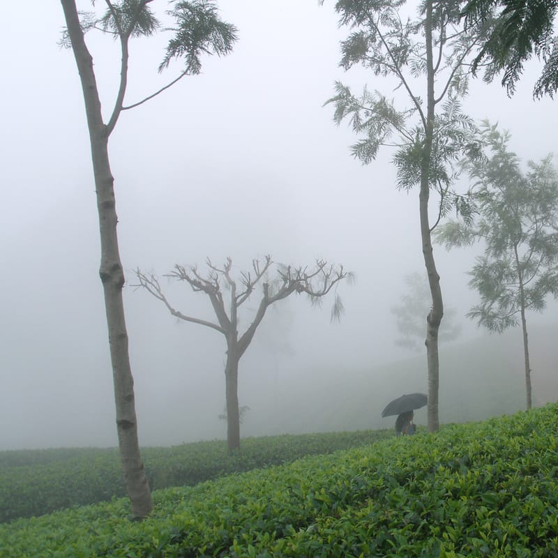 Tea estate, Haputale